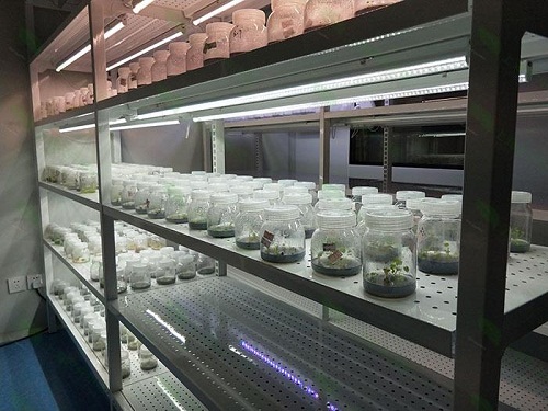 七叉镇植物组织培养实验室设计建设方案